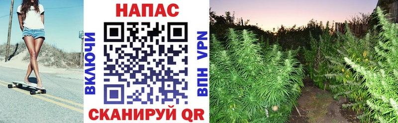 Каннабис индика  Бугуруслан 
